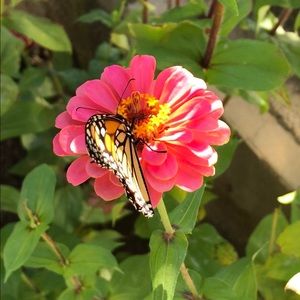 Meet your Posher, Lynlee